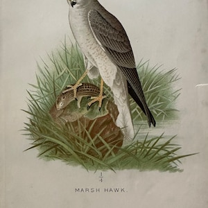 3 HAWKS color print collection - Original from “Diseases of Poultry”- Circa 1897