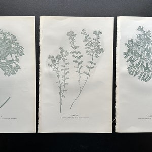 3 FERNS print collection- Original from “British Ferns”- Circa 1800s