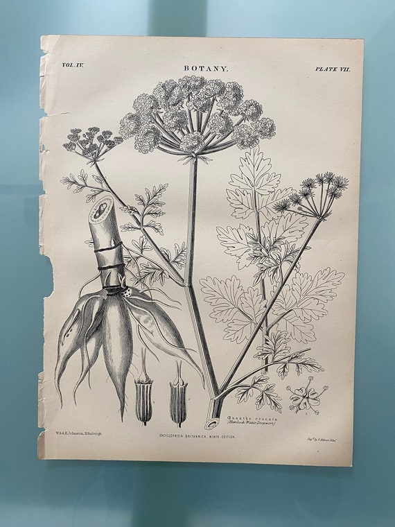 HEMLOCK WATER DROPWORT - Original from "Encyclopedia Britannica a  Dictionary of Arts, Sciences & General Literature 9th Ed Vol 4"-Circa 1878