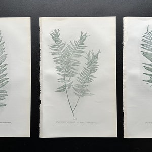 3 FERNS print collection- Original from “British Ferns”- Circa 1800s