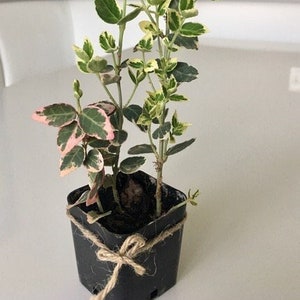 Emerald gaiety euonymus | 2-inch pot | minimum 3 rooted plants.