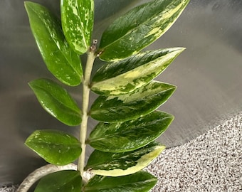 Variegated plant--ZZ plant, US seller, Zamioculcas zamiifolia
