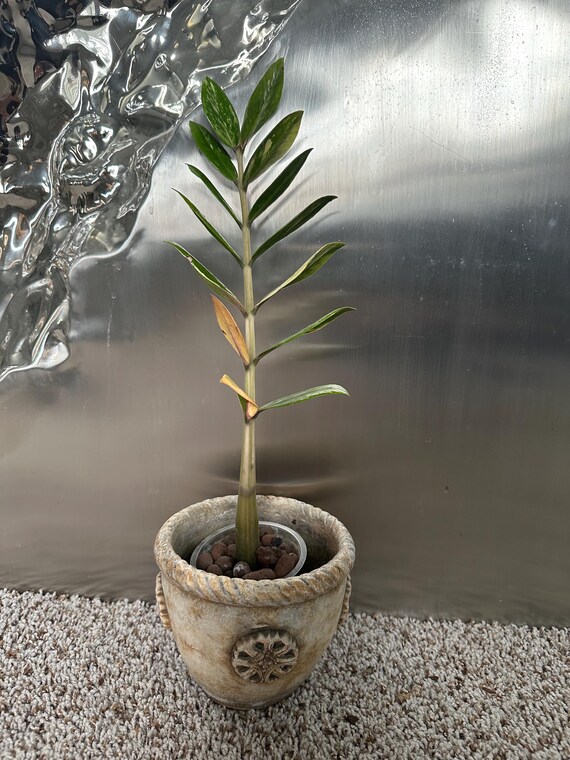 bottom watering plant pot Vego Garden