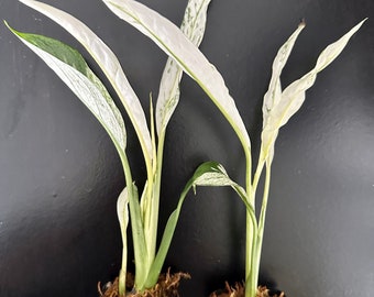 Large Organic Variegated Spathiphyllum Picasso Peace Lily Plant Chunky Big  White Variegation Evergreen Blooming Houseplant Tropical Live - Etsy