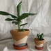 see more listings in the Plant Pots section
