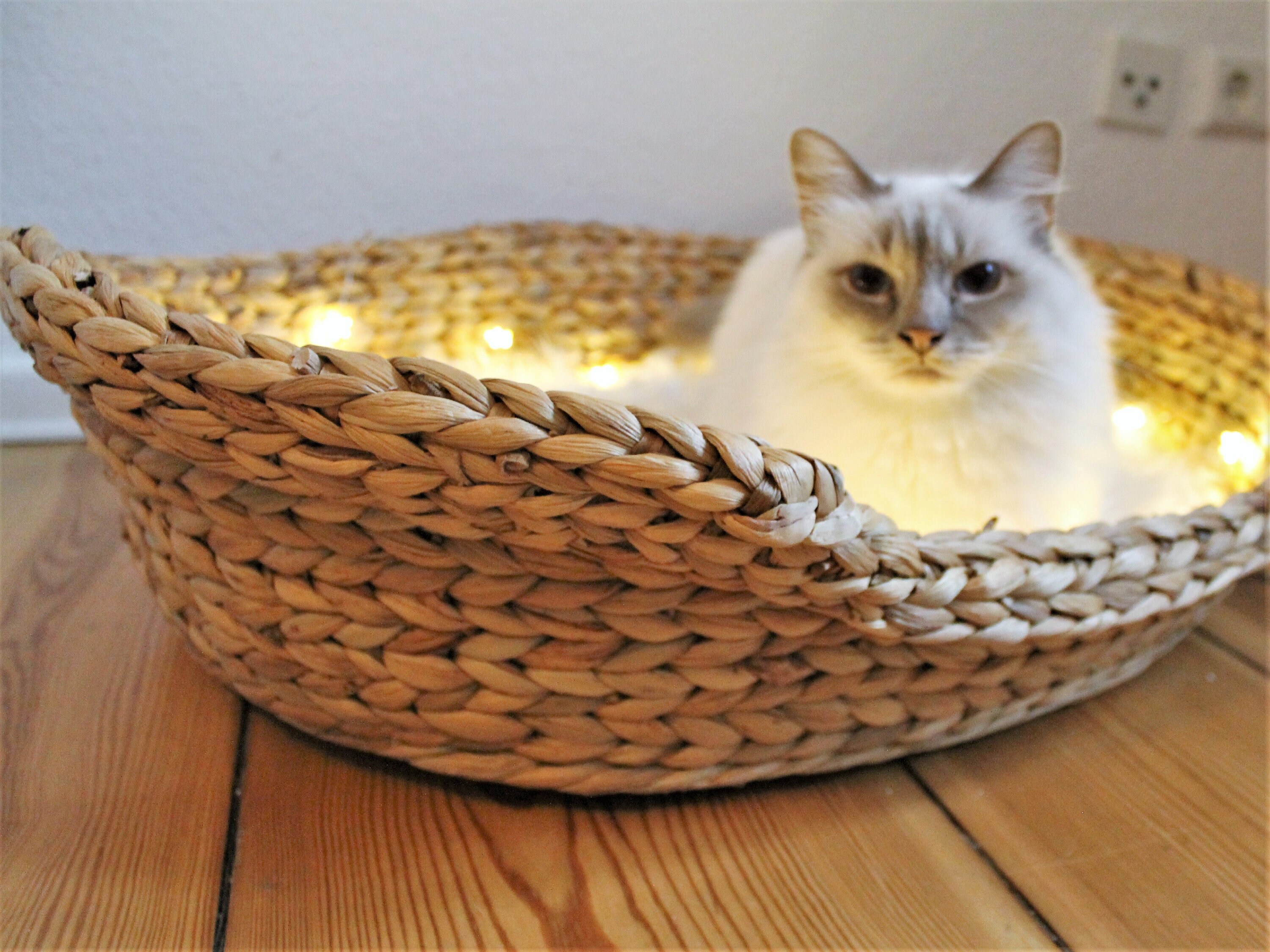 Cat basket best sale footwear