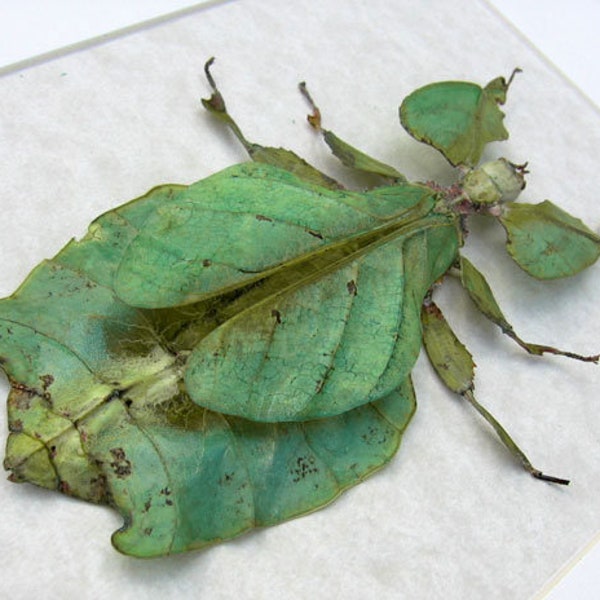 Real Walking Leaf Phyllium Pulchrifolium Framed Entomology Collectible Shadowbox