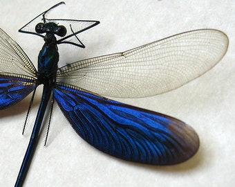 Download Dragonfly Shadowbox Etsy