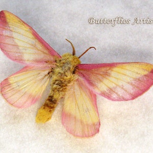 Dryocampa rubicunda large female Real pink Rosy Maple moth framed taxidermy
