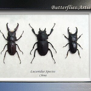 Lucanidae Collection Premium Set Real Beetles Entomology Museum Quality Display image 1