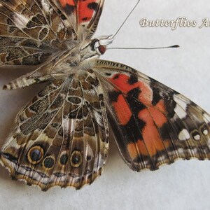 Cynthia Vanessa Cardui Painted Lady Butterfly Entomology Collectible Shadowbox image 1