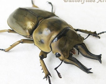 Golden Devil Allotopus Mollenkampi XL Stag Beetle Entomology Collectible Display