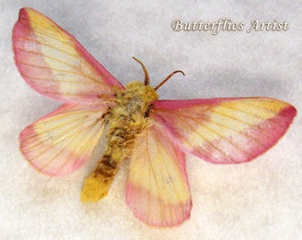 Real Rosy Maple Moth Dryocampa Rubicunda Framed Entomology Collectible Shadowbox