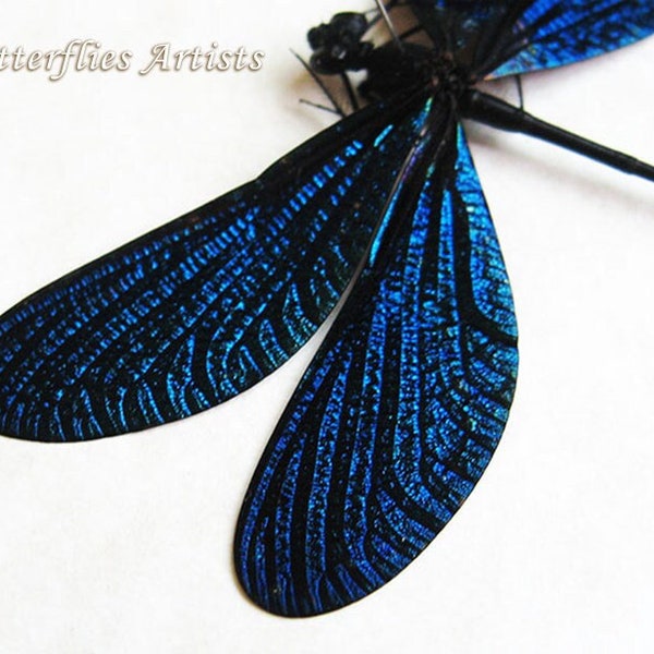 Sapphire Blue Vestalis Luctuosa Real Dragonfly Framed Entomology Shadowbox