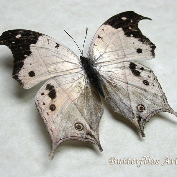 Salamis Anacardii Perlmutt Echter Schmetterling Entomologie Sammler Shadowbox