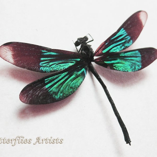 Emerald Metallic Dragonfly Calopteryx Virgo Real Damselfly Entomology Shadowbox