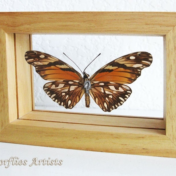 Orange Silver Spots Dione Juno Real Butterfly In Entomology Double Glass Display