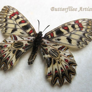 Zerynthia Polyxena Southern Festoon Butterfly Entomology Collectible Shadowbox image 1