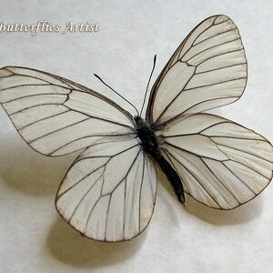 Aporia Crataegi White Black Veined Real Butterfly Entomology Collectible Display image 1