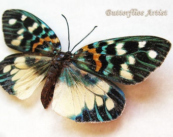 Erasmia Pulchera Metallic Green Day Flying Moth Entomology Collectible Shadowbox