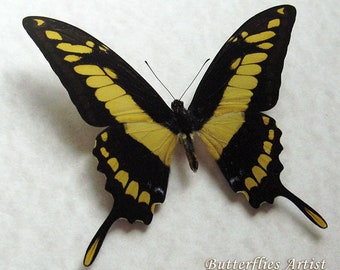 King Swallowtail Papilio Thoas Real Butterfly Entomology Collectible Shadowbox