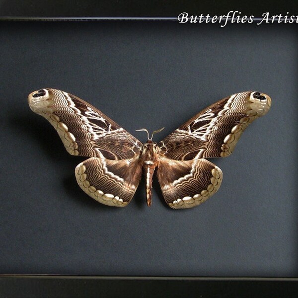 Giant Moth African Brahmaeidae Dactyloceras Lucina Framed Entomology Shadowbox