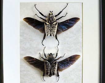 Real Beetles Goliathus Albosignatus PAIR Framed Entomology Collectible Shadowbox