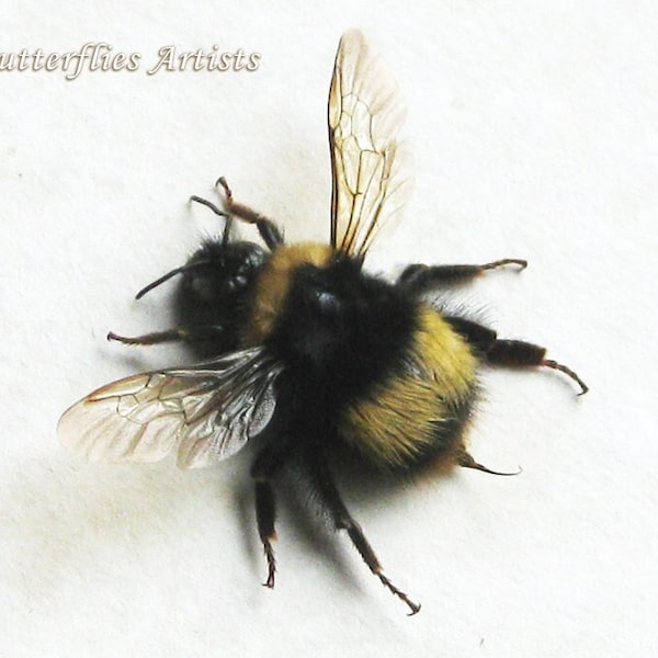 Véritable grande boîte d'ombre entomologique encadrée de bourdon Bombus terrestris à queue chamois