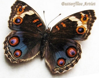 Blue Pansy Junonia Orithya  Real Butterfly Entomology Collectible Shadowbox