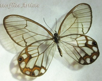 Real Glasswing Butterfly Pseudohaetera Hypaesia Framed Entomology Shadowbox