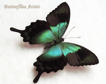 Papilio Peranthus vert métallisé paon machaon véritable papillon entomologie