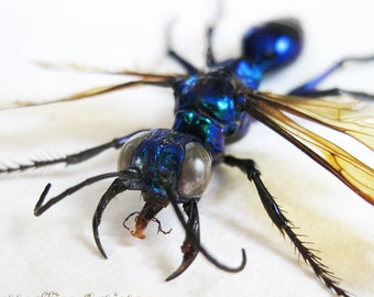 Metallic Blue Green King Wasps Chalybion Japonicum XL RARE Entomology Shadowbox