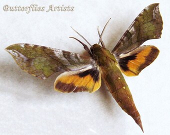 Real Sphinx Moth Xylophanes Pluto RARE Framed Entomology Collectible Shadowbox