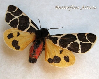 Arctia Flavia RARE Yellow Tiger Real Moth Framed Entomology Collectible Shadowbox