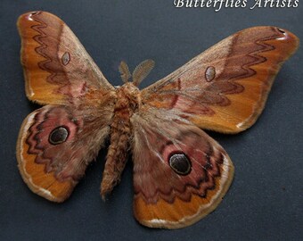 Japanese Silkworm Caligula Japonica Real Moth Entomology Collectible Shadowbox