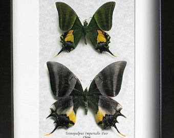 RARE Teinopalpus Imperialis PAIR Emperor Of India Butterflies Entomology Shadowbox