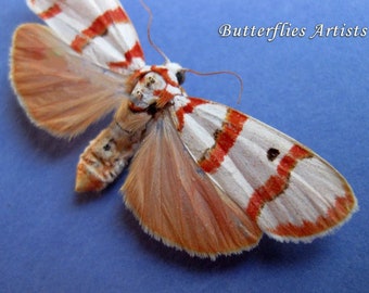 Cyana Bacilla Red Striped Real Moth Framed Entomology Museum Quality Shadowbox