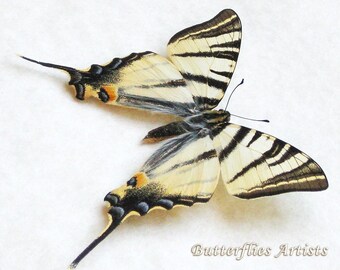 Scarce Swallowtail Iphiclides Podalirius Real Butterfly Framed Entomology Shadowbox