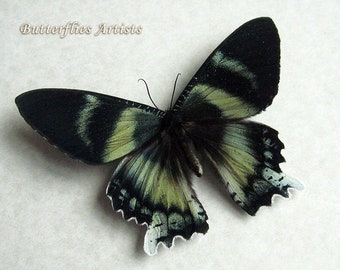 Alcides Agathyrsus Green Blue Teal Day-flying Moth Framed Entomology Shadowbox