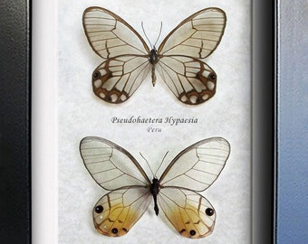 Glasswing Butterflies Pseudohaetera Hypaesia Haetera Piera Entomology Shadowbox