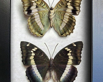 Set Blue Duchess Euthalia Duda Bellula RARE Real Butterflies Entomology Shadowbox