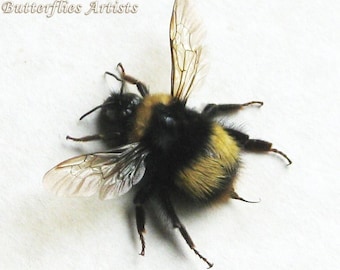 Echte große Buff-tailed Bumblebee Bombus Terrestris gerahmte Entomologie Shadowbox