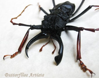 Prionocalus Cacicus RARE Large Longhorn Beetle Entomology Collectible Shadowbox