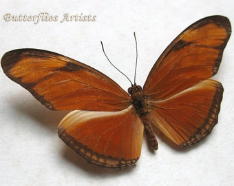 Heliconian Flame Dryas Julia Real Butterfly Framed Entomology Shadowbox