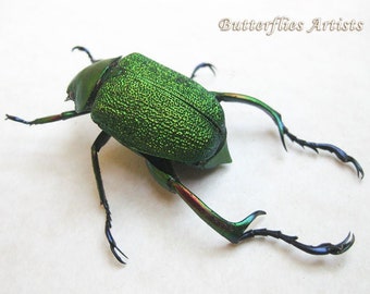 Metallic Rainbow PAIR Scarab Beetles Chrysophora Chrysochlora Double Glass Display