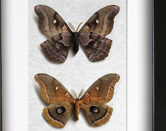 Antheraea Polyphemus Purplish Eyespots Silk Moths Entomology Collectible Shadowbox