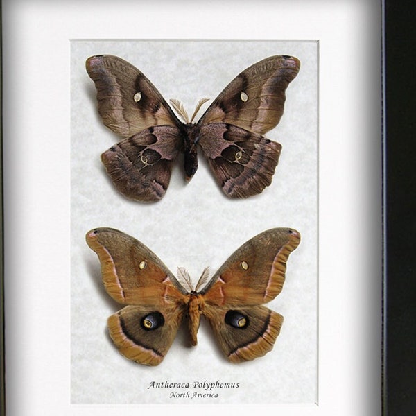 Antheraea Polyphemus Purplish Eyespots Silk Moths Entomology Collectible Shadowbox