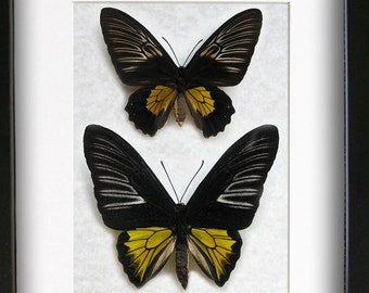 Troides Rhadamantus Pair Golden Birdwing Butterflies Framed Entomology Shadowbox