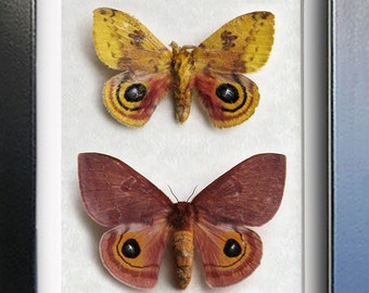 Real Colorful N American Moths Automeris io PAIR Framed Entomology Shadowbox