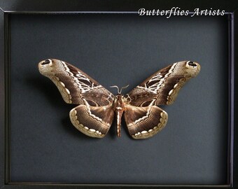 Giant Moth African Brahmaeidae Dactyloceras Lucina Framed Entomology Shadowbox